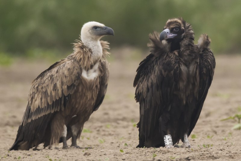 Red headed Vulture