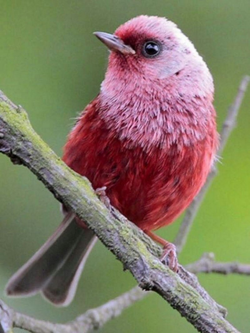 Розовый танагровый певун / Cardellina versicolor