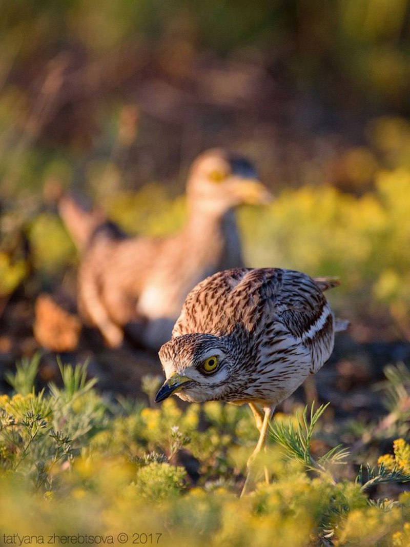 Авдотка Burhinus oedicnemus