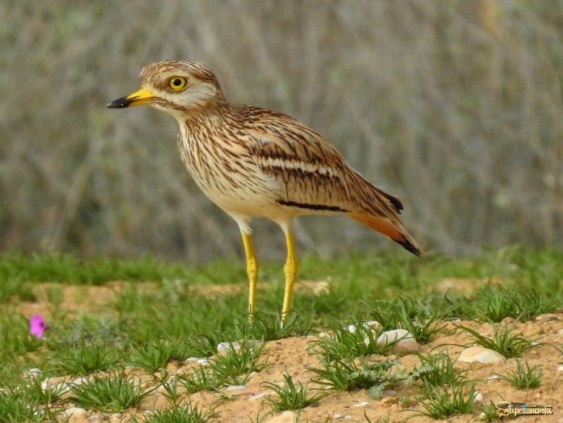 Авдотка Burhinus oedicnemus (Linnaeus, 1758)
