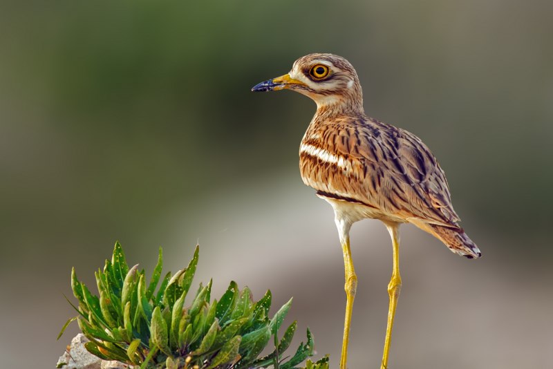 Авдотка Burhinus oedicnemus