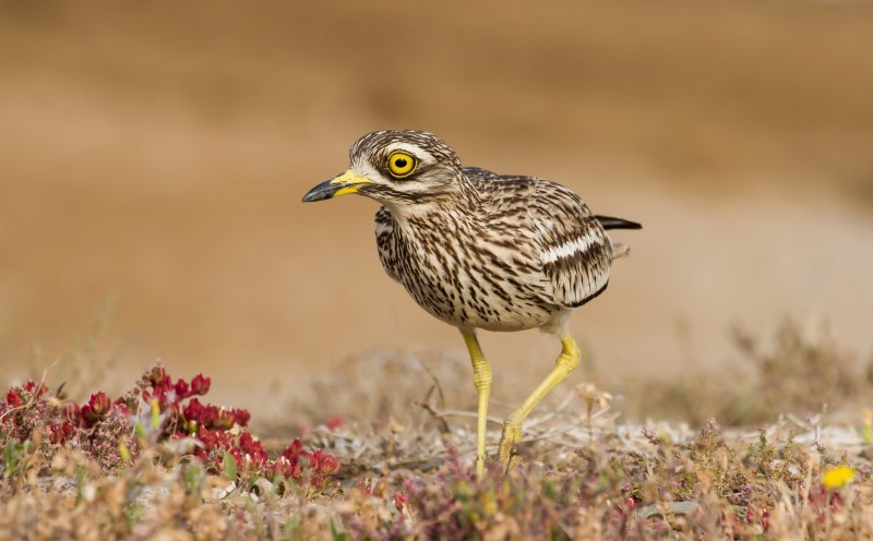 Авдотка Burhinus oedicnemus