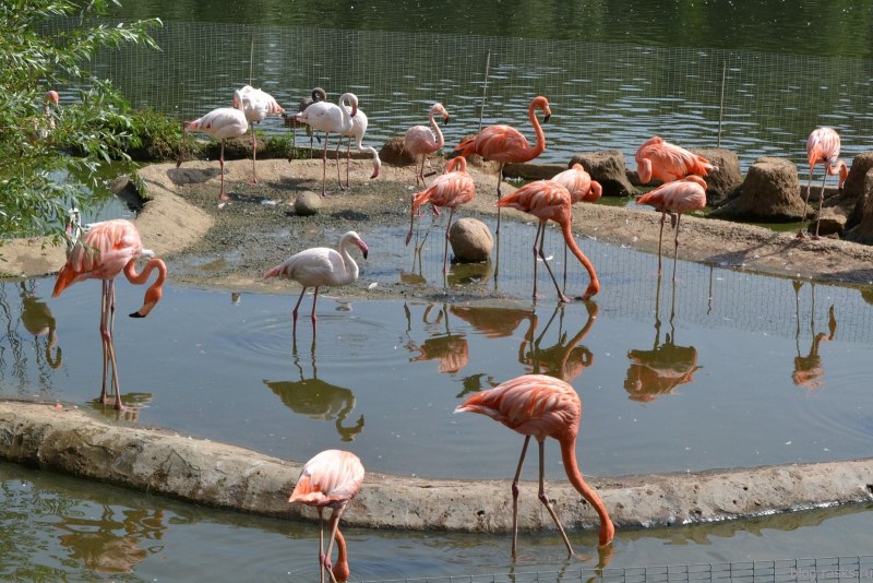 Фламинго в зоопарке (45 фото)