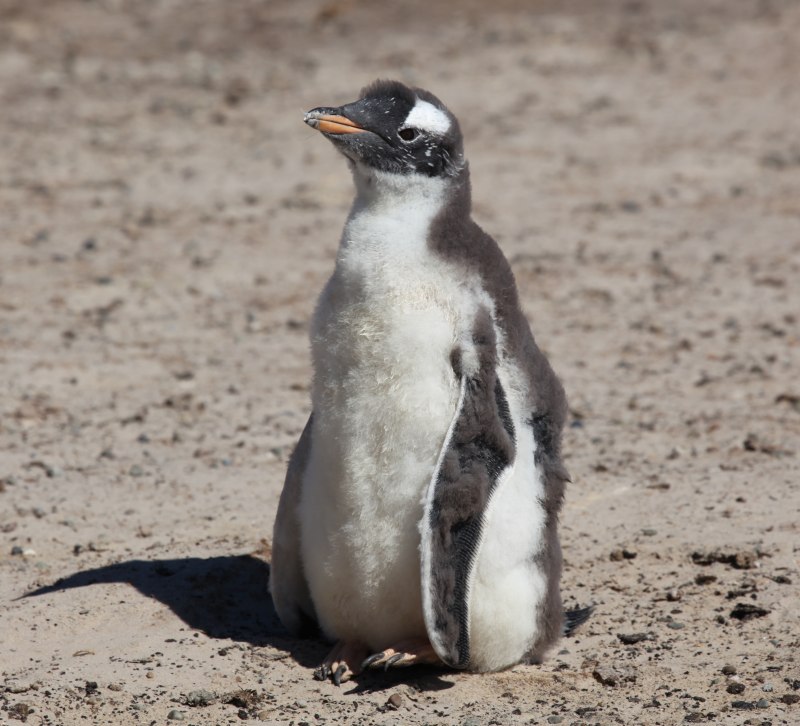Антарктический Пингвин (Pygoscelis Antarctica)