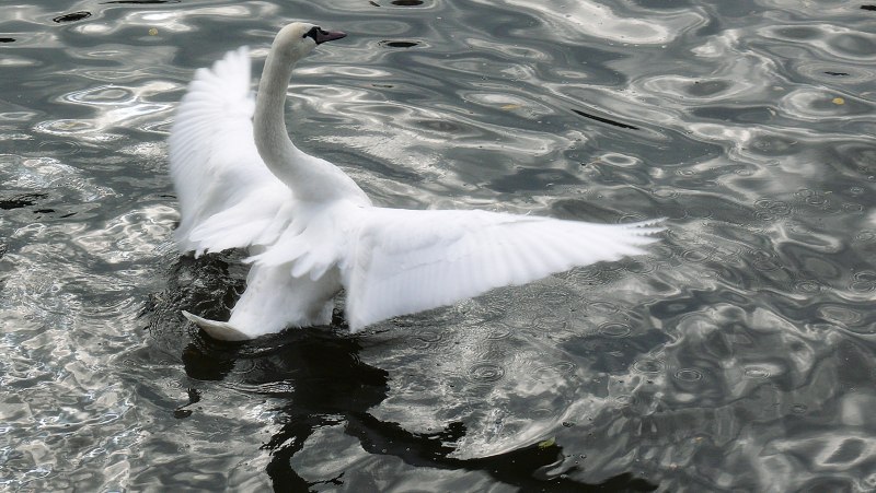 Лебедь взлетает с воды