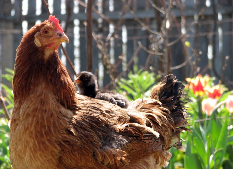 Курица Hen