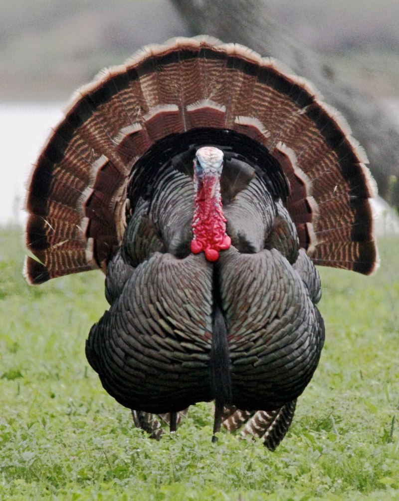 Meleagris gallopavo