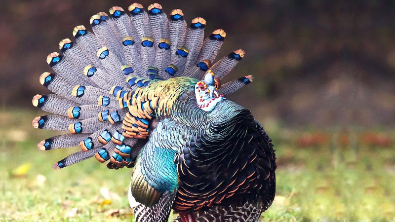 Глазчатая индейка (meleagris ocellata