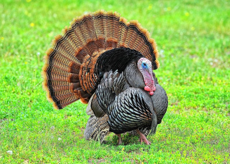 Индюк meleagris gallopavo
