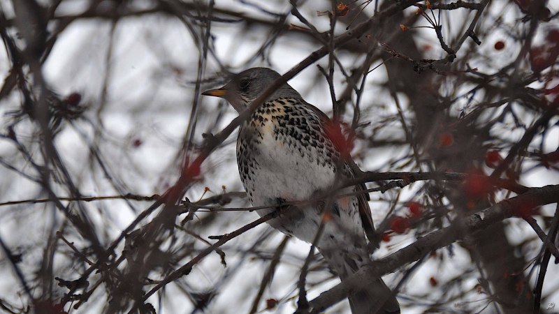 Рябинник (turdus pilaris
