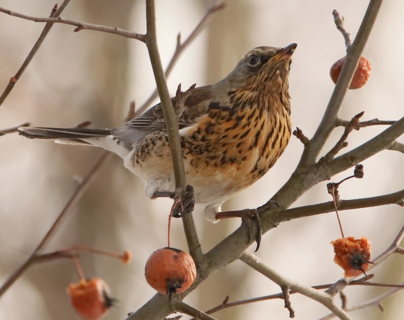 Turdus pilaris