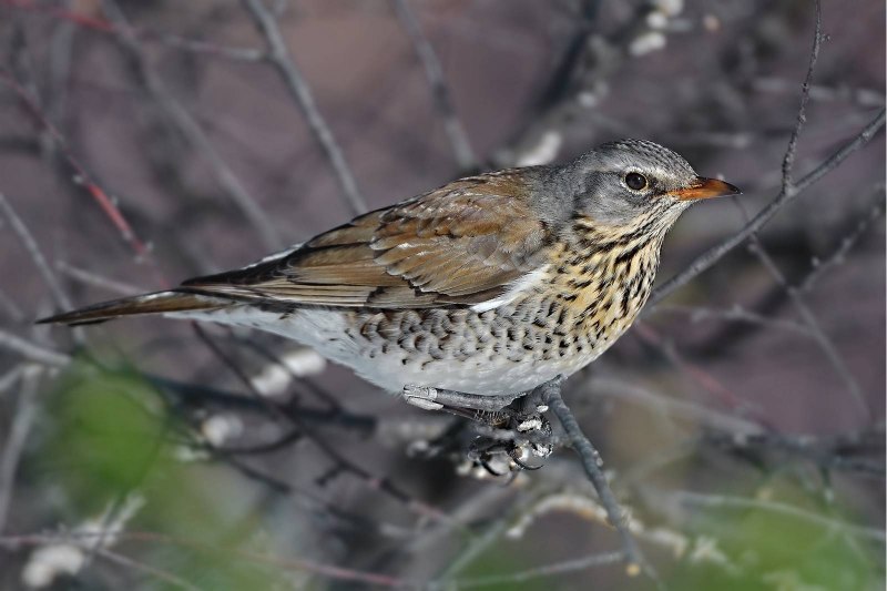 Рябинник (turdus pilaris