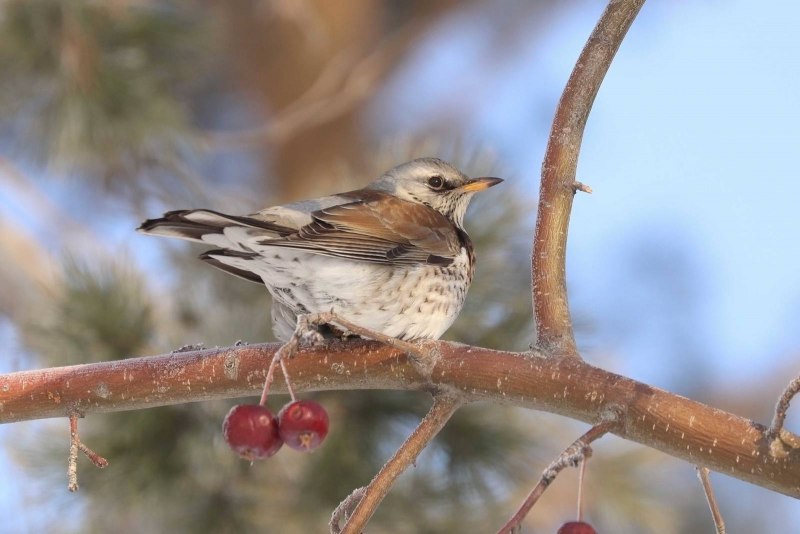 Turdus pilaris (l.)
