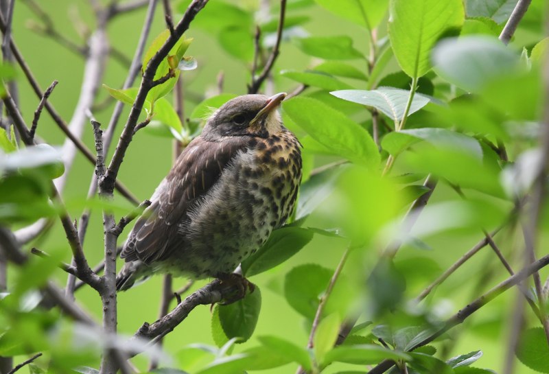 Дрозд рябинник Fieldfare turdus pilaris