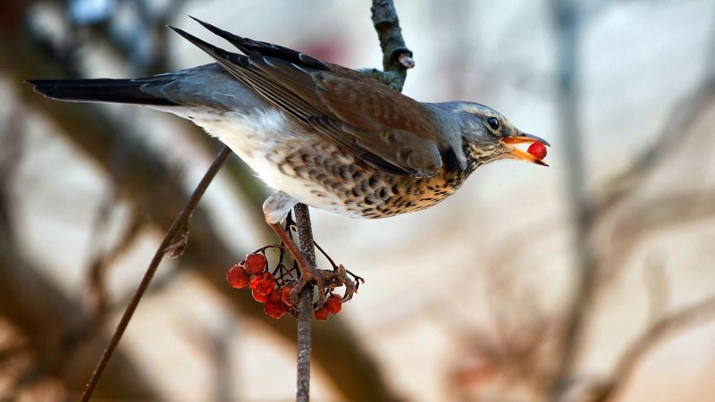 Дрозд-рябинник (turdus pilaris)