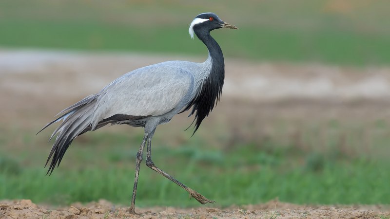 Журавль-красавка (anthropoides Virgo)