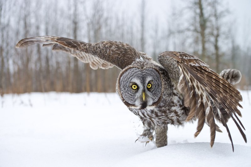 Strix uralensis