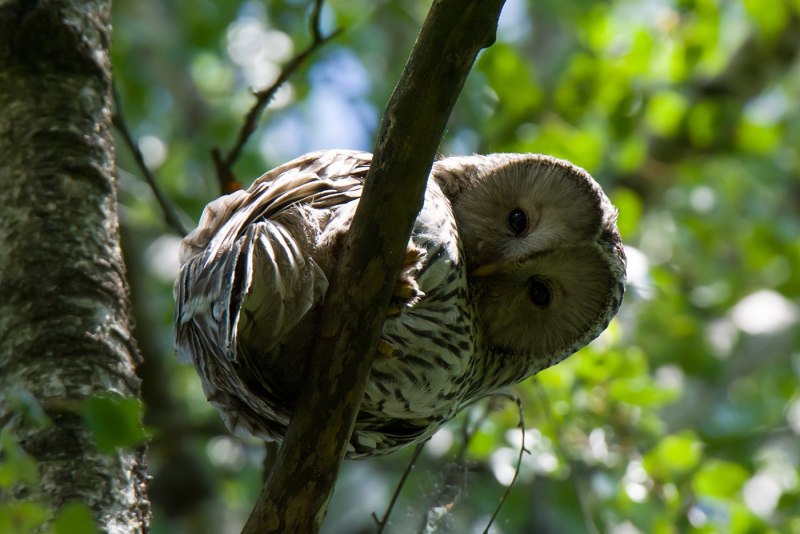Длиннохвостая неясыть (Strix uralensis)