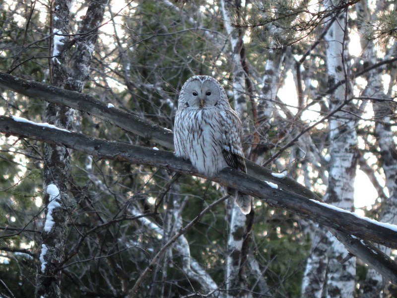 Сова неясыть длиннохвостая (Strix uralensis)