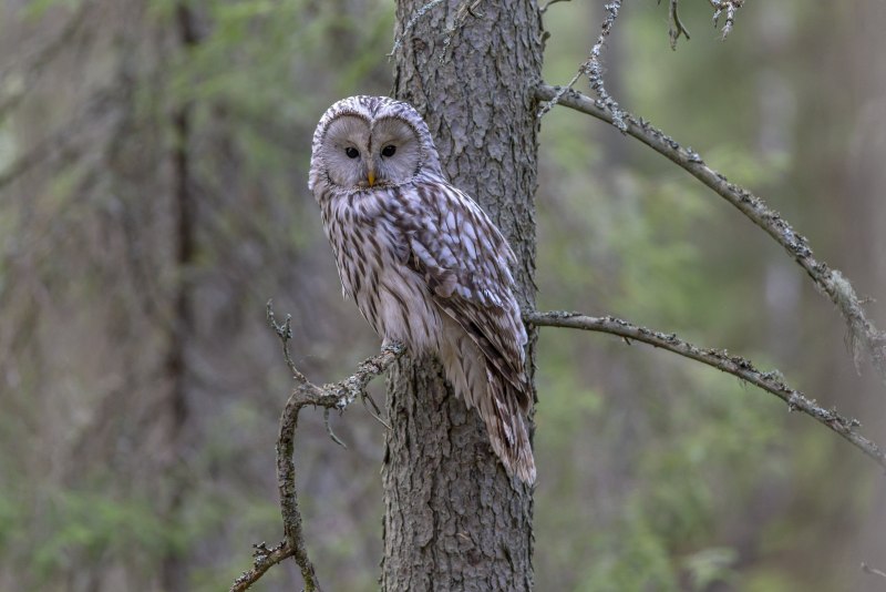 Сова неясыть длиннохвостая (Strix uralensis)