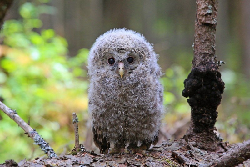 Длиннохвостая неясыть (Strix uralensis)