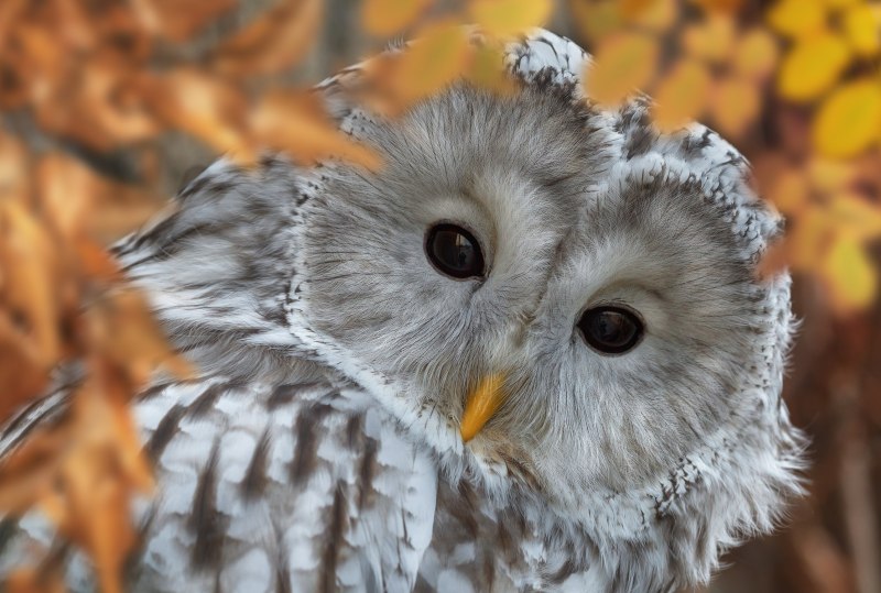 Длиннохвостая неясыть (Strix uralensis)
