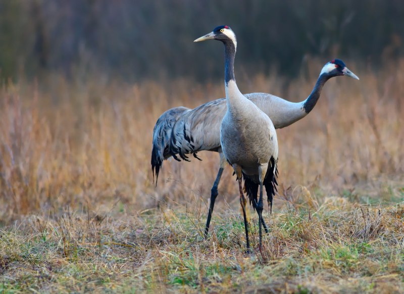 Grus monacha
