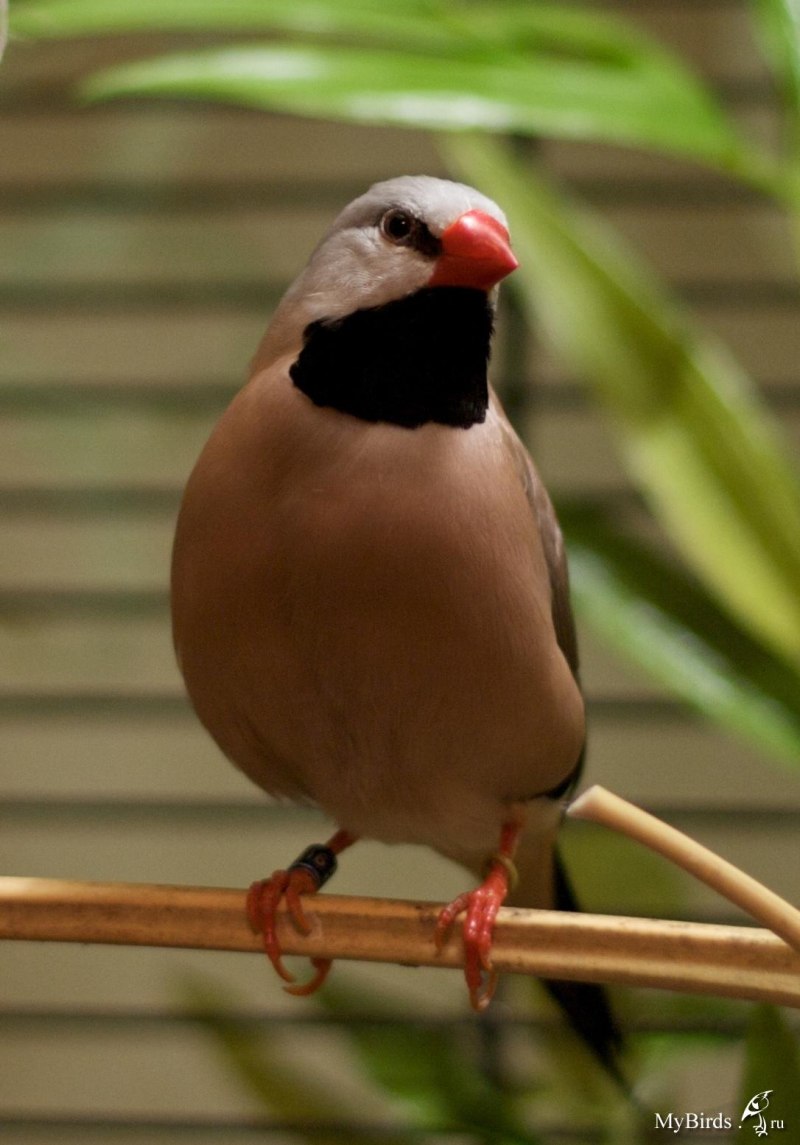 Taeniopygia castanotis