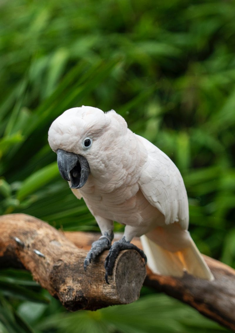 Сера-хохлатый Какаду (Cacatua galerita)