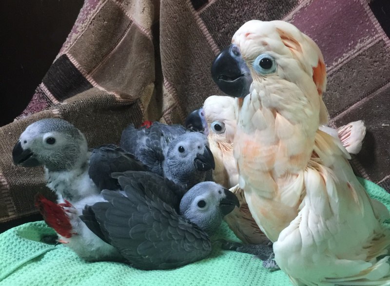 Какапо дерётся
