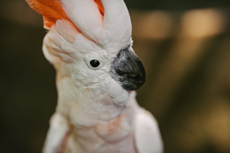 Какаду линяет