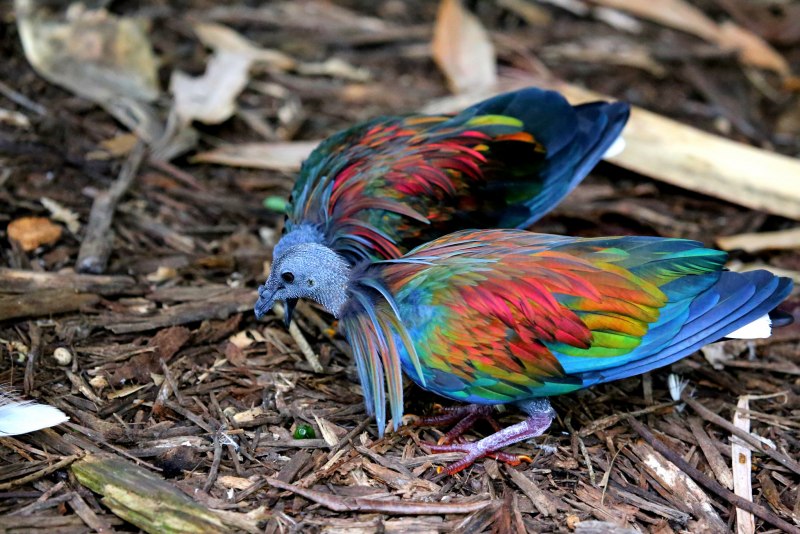 Глазчатая индейка (meleagris ocellata