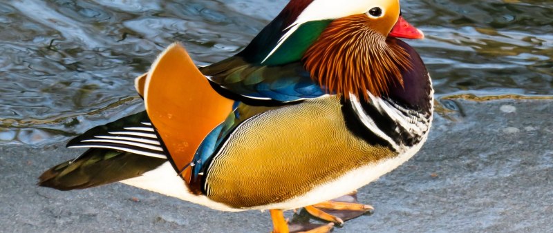 Gallus lafayetii