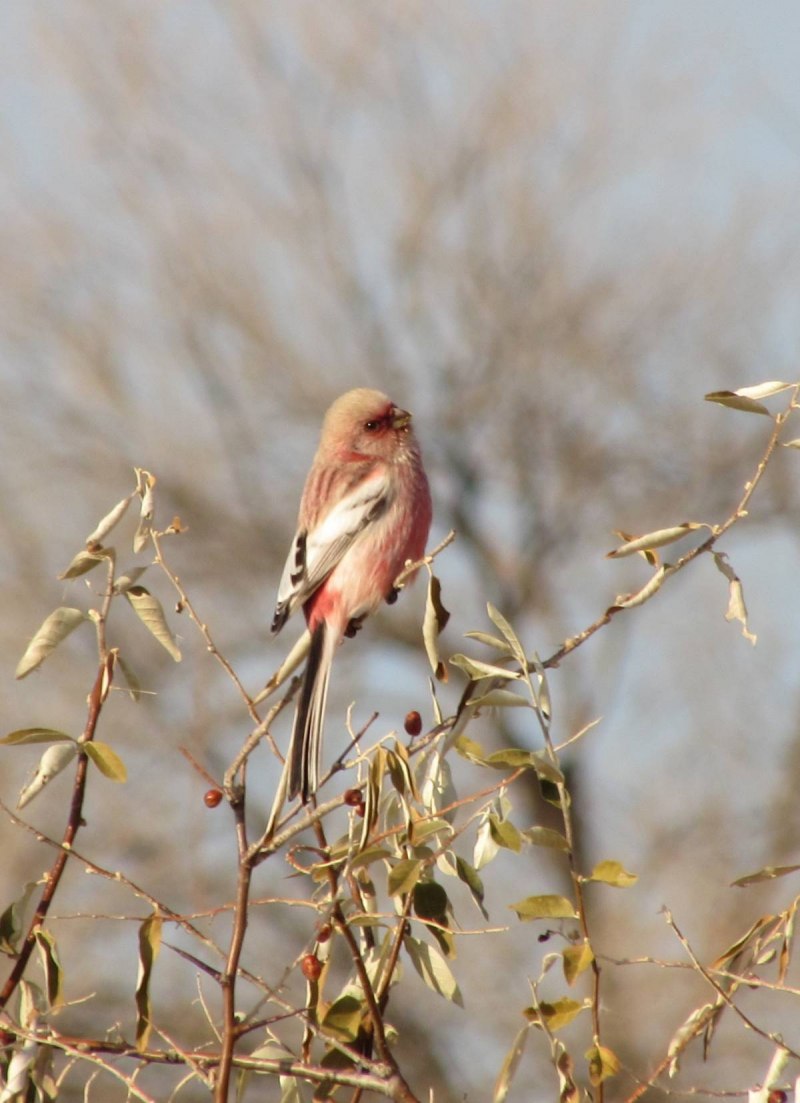 Uragus sibiricus