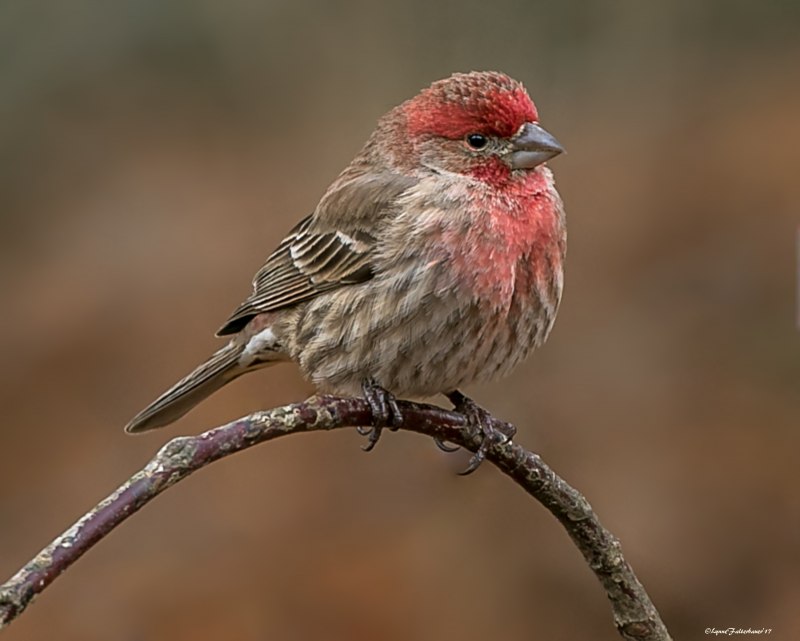 Alauda leucoptera