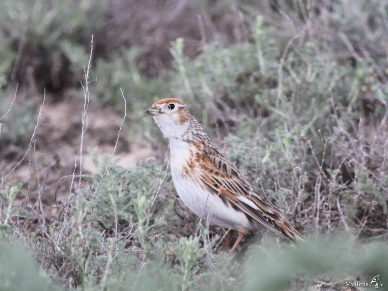Чиж (Spinus Spinus (Carduelis Spinus))