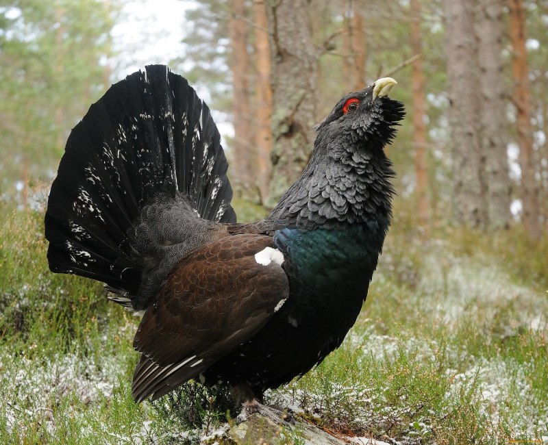 Глухарь (Tetrao urogallus)