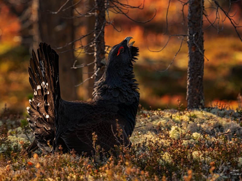 Чернобрюхий Глухарь Tetrao urogallus Major