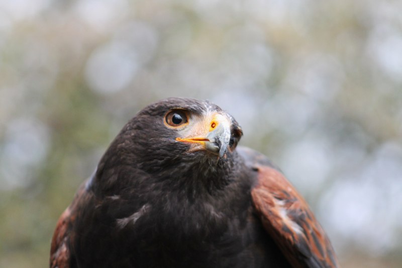 Spizaetus Tyrannus