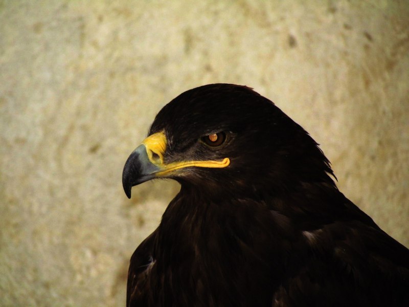 Buteogallus urubitinga