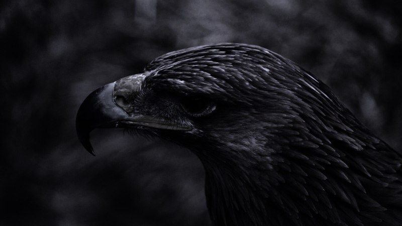 Aquila verreauxii Eagle