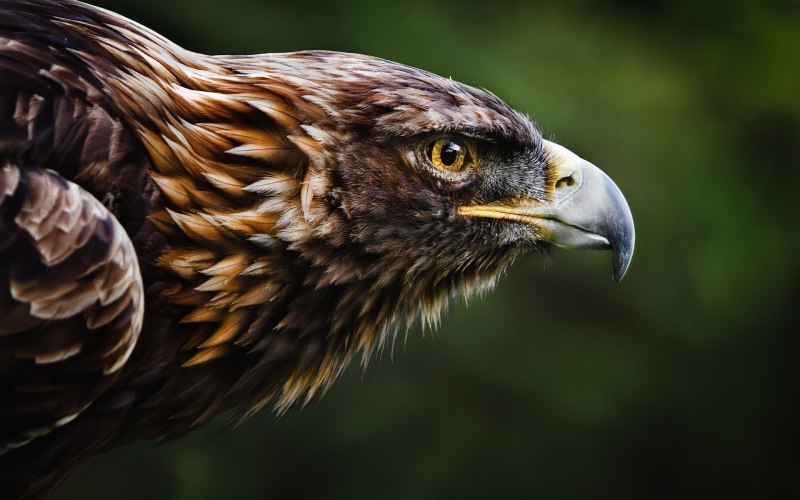 Falco subniger — чёрный Сокол