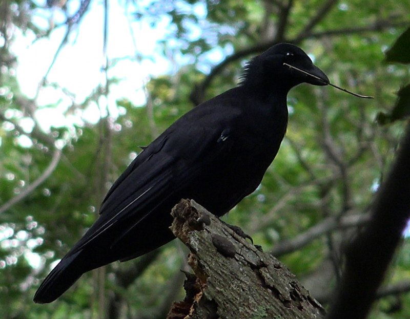 Corvus moneduloides