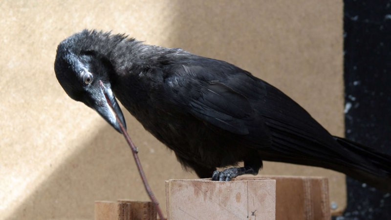 Corvus brachyrhynchos