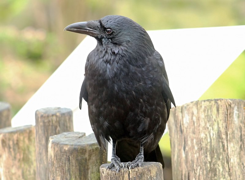 Corvus fuscicapillus