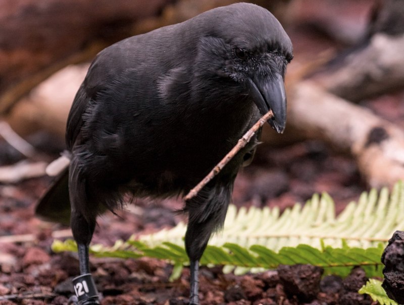 Corvus moneduloides