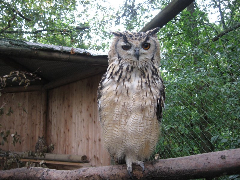 Bubo bengalensis