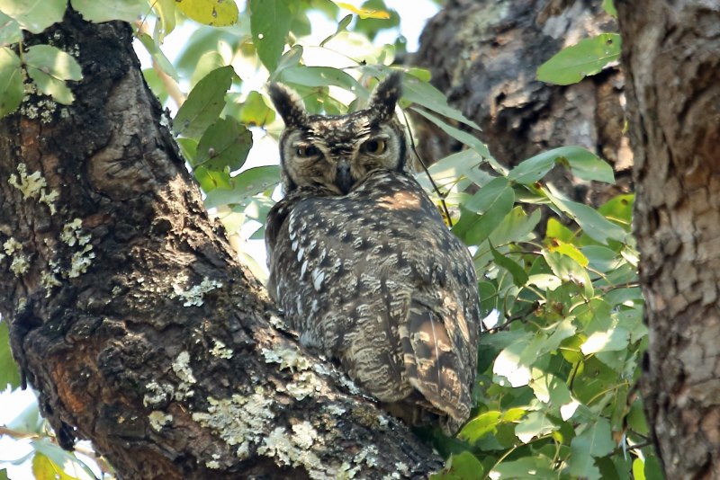 Eurasian Eagle Owl catch