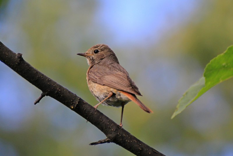 Zonotrichia leucophrys