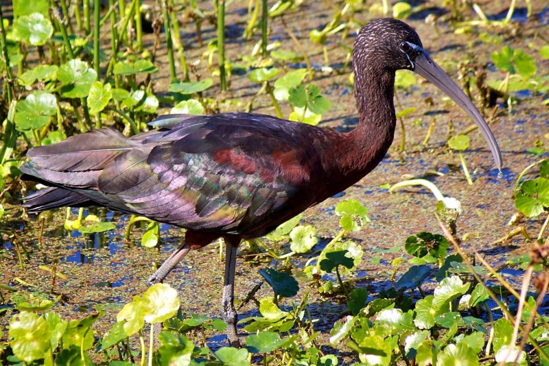 Каравайка (Plegadis falcinellus)